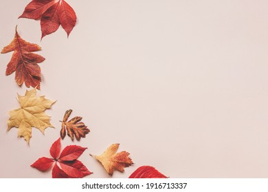 Multicolored autumn leaves on a pink background. There is a copy space nearby. - Powered by Shutterstock