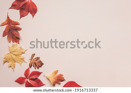Multicolored autumn leaves on a pink background. There is a copy space nearby.