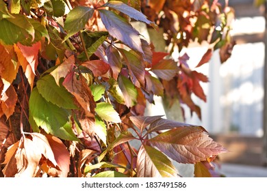 Multicolored Autumn Leaves Of Wild Grapes In Late Fall. Autumn Background.