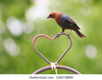 Multicolored Bird On Wrought Iron Heart