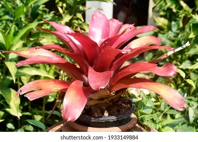 Bromelioideae Images, Stock Photos & Vectors | Shutterstock