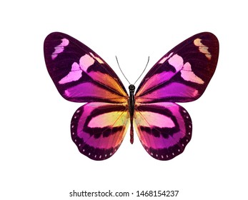 Purple Butterfly Isolated On White Background Stock Photo (Edit Now ...