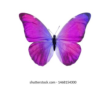 Beautiful Butterfly Isolated On White Multicolor Stock Photo (edit Now 