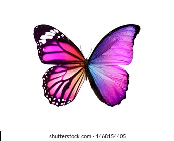 Pink Butterfly Isolated On White Background Stock Photo 1218104047 ...