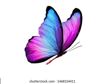 multicolored butterfly for design. isolated on white background - Shutterstock ID 1468154411