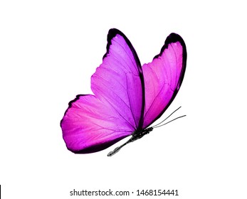 Butterflies Design Stock Illustration 305751881