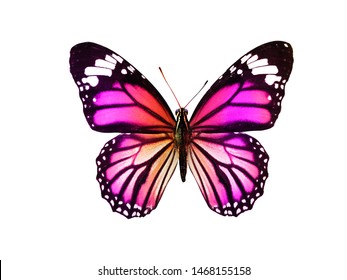 Purple Butterfly Isolated On White Background Stock Photo (Edit Now ...