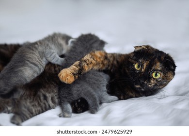 A multi-colored cat feeds small kittens while lying on a white bed, looking at the camera - Powered by Shutterstock