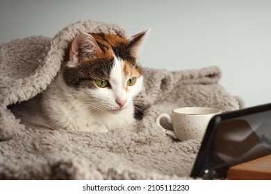 A multicolored cat lies under a beige blanket and watches a video on a smartphone, there is a cup next to it. - Shutterstock ID 2105112230