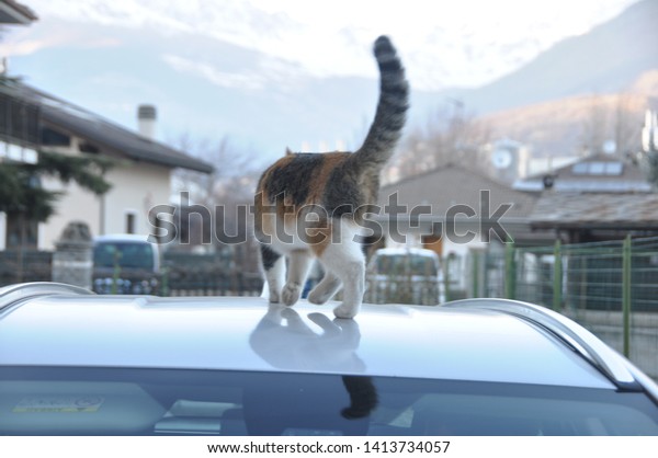 A\
multicolored cat on a cars roof in Aosta,\
Italy.