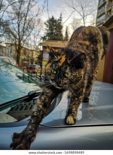 A multicolored\
cat scratches the car\'s hood