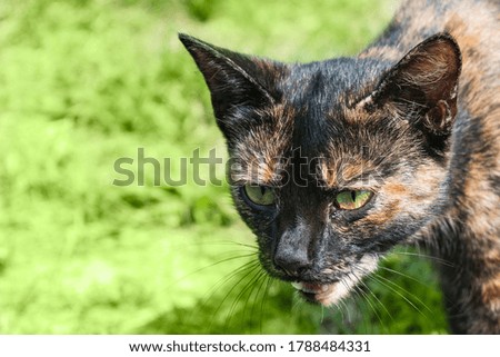 A multi-colored cat walks near a house in the village