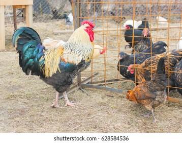 Multi-colored Cock Goes In The Free-range Mini Chicken Farm. Cocks And Hens. Coop.