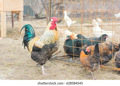 Multi-colored Cock Goes In The Free-range Mini Chicken Farm. Cocks And Hens. Coop.