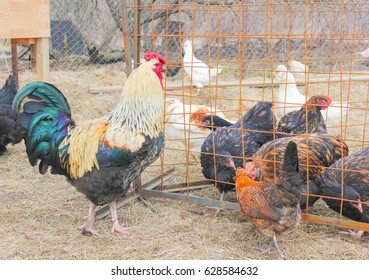 Multi-colored Cock Goes In The Free-range Mini Chicken Farm. Cocks And Hens. Coop.