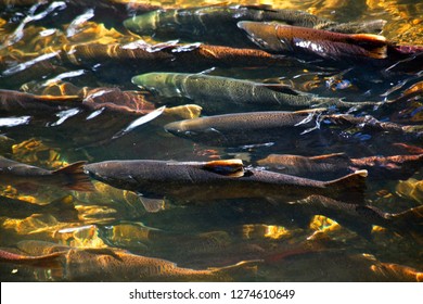 Multi-Colored, Coho, Sockeye, And Chinook Salmon, Issaquah Creek, Washington State Salmon In Crowd Going Up River To Spawn