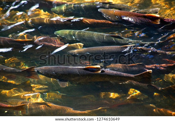 Multi-Colored,\
Coho, Sockeye, and Chinook Salmon, Issaquah Creek, Washington State\
Salmon in crowd going up river to\
spawn
