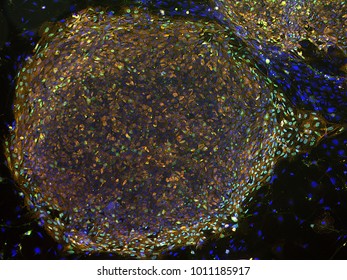 A multicolored colony of stem cells