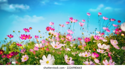 spring flowers wallpaper widescreen