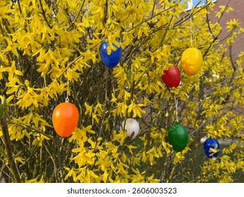 Multicolored decorative plastic easter eggs hanging on a yellow blooming Forsythia shrub tree in the garden, easter decoration outdoors