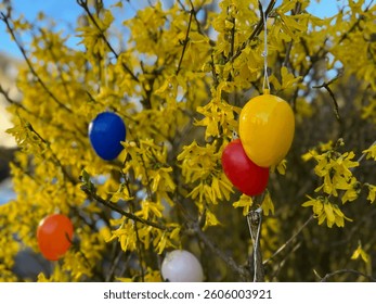 Multicolored decorative plastic easter eggs hanging on a yellow blooming Forsythia shrub tree in the garden, easter decoration outdoors