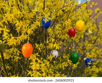 Multicolored decorative plastic easter eggs hanging on a yellow blooming Forsythia shrub tree in the garden, easter decoration outdoors