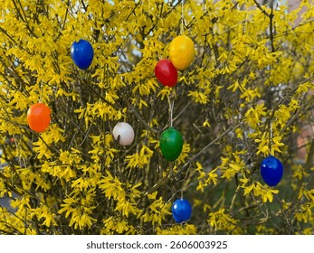 Multicolored decorative plastic easter eggs hanging on a yellow blooming Forsythia shrub tree in the garden, easter decoration outdoors