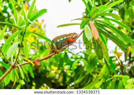 Multicolored exotic cameleon on the branch in the rainforest 