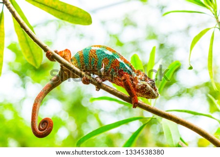 Multicolored exotic cameleon on the branch in the rainforest 