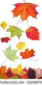 multicolored fallen autumn leaves isolated on white background