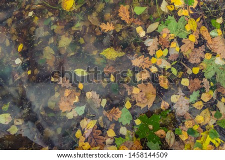 Multicolored fallen leaves and tree seeds, frozen in the first thin transparent ice. The reflection of the clouds. Autumn background.