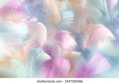 Plume D Ange Photos Et Images De Stock Shutterstock Plume D Ange Photos Et Images De Stock Shutterstock