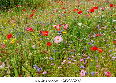 Multicolored Flowering Summer Meadow With Red Pink Poppy Flowers, Blue Cornflowers.  Wild Summer Flowers Field. Environmental German Project For Saving Bee And Insect.