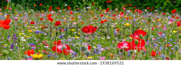 Multicolored flowering summer meadow with red pink poppy flowers, blue cornflowers. Wild summer flowers field. Summer landscape background with beautiful flowers. Wallpaper for walls. 