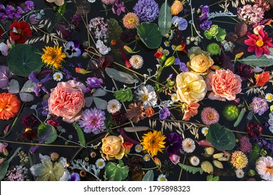 Multicolored flowers ,black background ,top view .