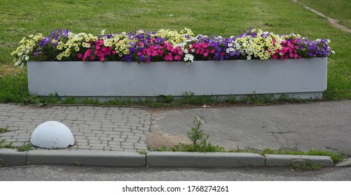 Multicolored Flowers Bloom In A Long Concrete Flowerbed