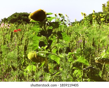 multi-colored flowers in the fields