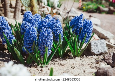 Multicolored flowers hyacinths in bloom in spring garden with sunny rays, traditional easter flowers, easter spring background. selective focus. Flowering pink hyacinths in sunny day in nature. - Shutterstock ID 2249683305