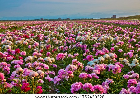 Multicolored flowers peonies. Bright summer field of blooming colorful peonies flowers. Natural summer background.