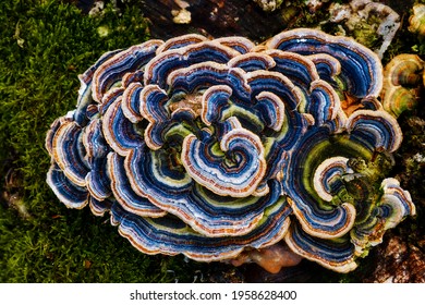 Multicolored Fungi On A Log With Moss