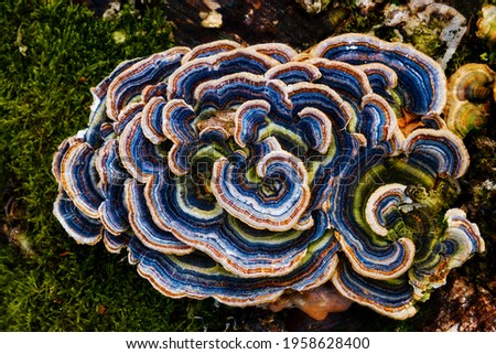 multicolored fungi on a log with moss