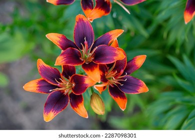 Multicolored garden lilies on a summer sunny day macro photography. Blooming daylily with bright bicolor petals in summer close-up photo. Red-orange lilly on a green background.