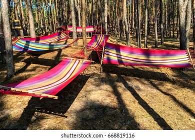 Multicolored hammocks between trees in the forest on a bright sunny day.