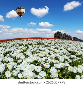 Multi-colored hot air balloon flies over field of snow-white buttercups. Cloudy spring day. Kibbutz Nir Yitzhak in southern Israel on the border with the Gaza Strip.