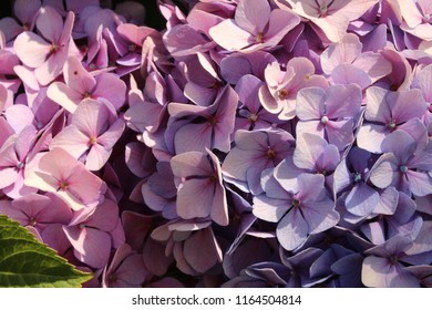 Multi-colored hydrangea close-up