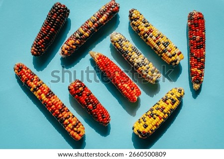Multicolored Indian Corn cobs of different colors on Blue Background.Food and food security concept.