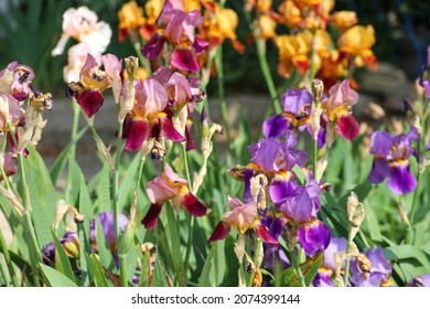 Multicolored iris flowers close-up on a green garden background. Sunny day. Lots of irises. Large cultivated flower of bearded iris (Iris germanica).