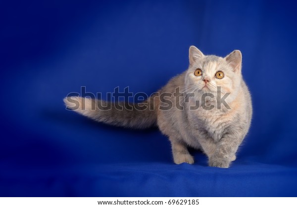 Multicolored Kitten On Blue Background British Stock Photo Edit