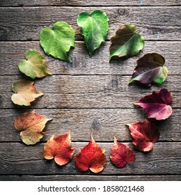 The multicolored leaves are harmoniously arranged in a color circle like a clock on a wooden background. The concept of changing seasons