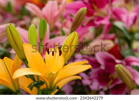 Multi-colored lily close-up on a bright light background